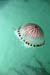 Jellyfish2